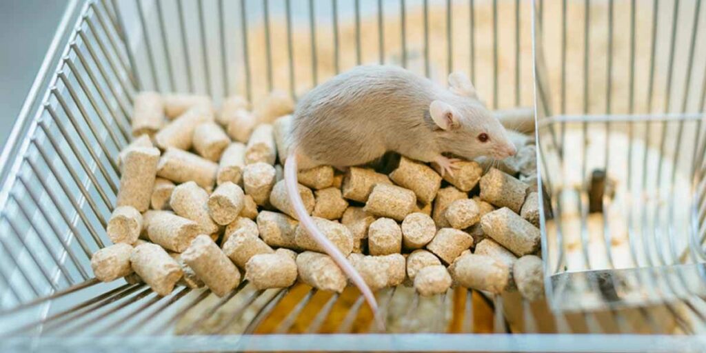 A lab rat in a cage with food pellets