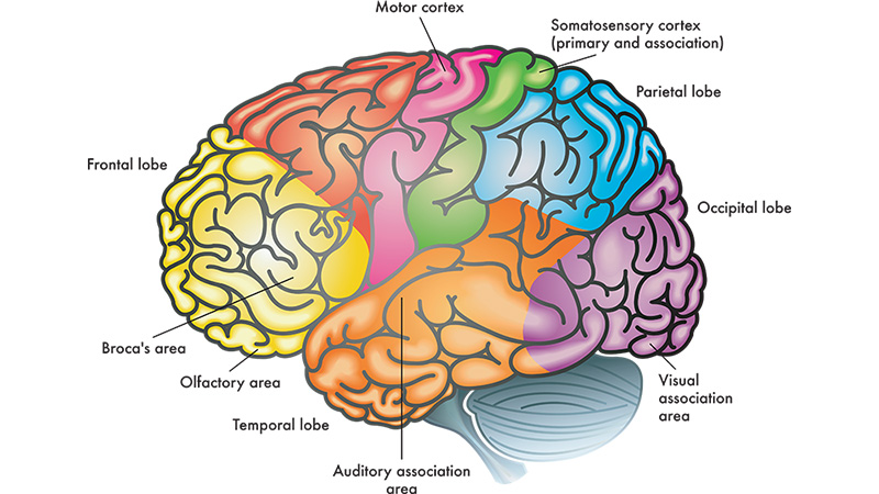 a diagram of the human brain