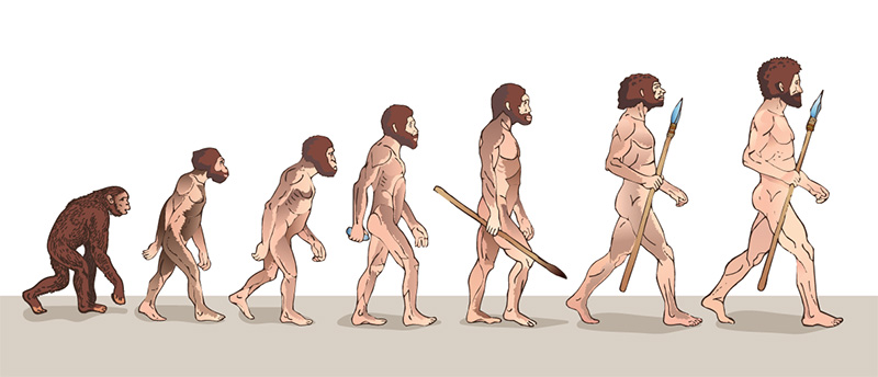 diagram of the march of progress showing human evolution from an apt to an upright, walking man
